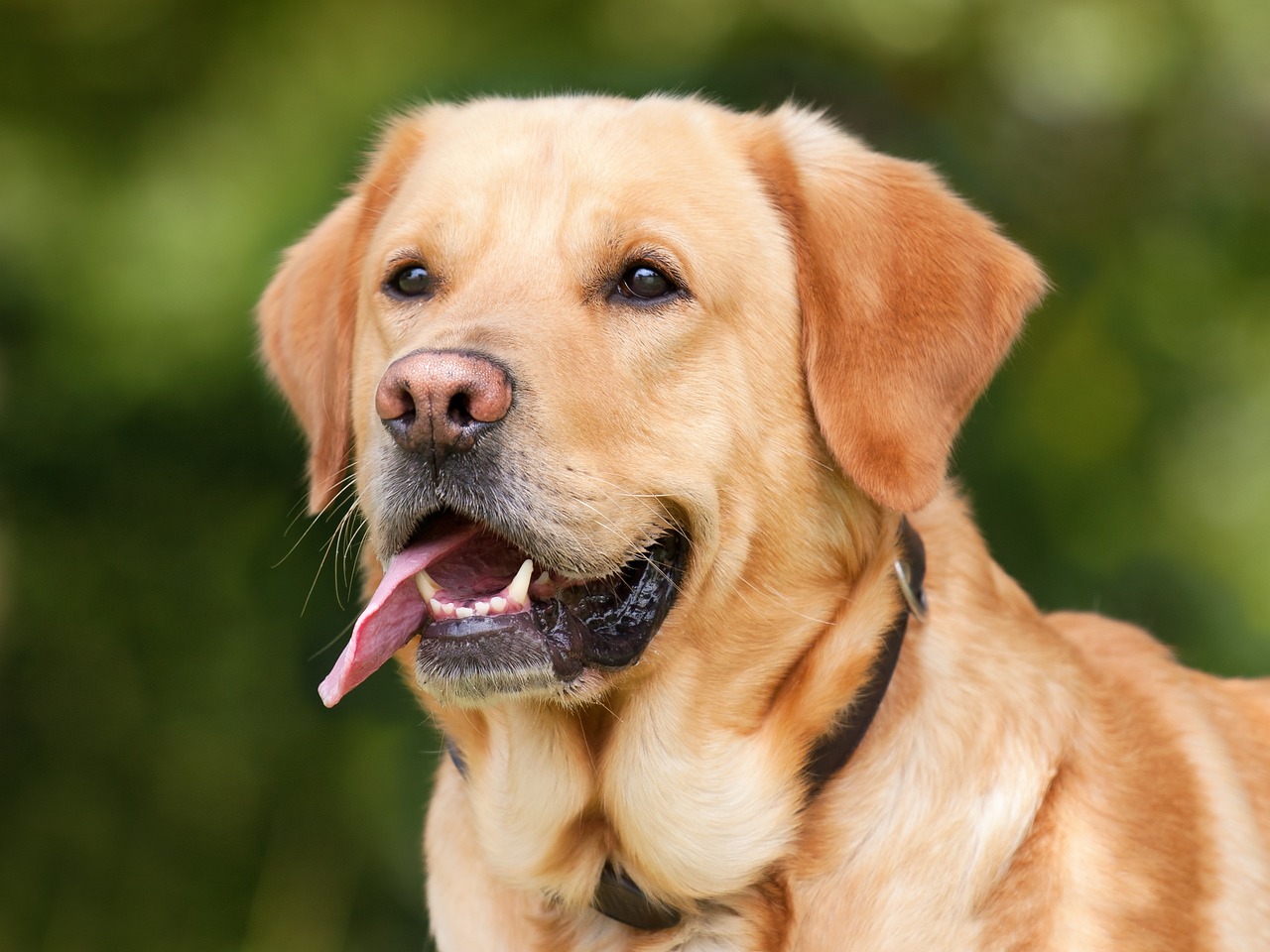 Understanding Canine Instincts and Behavior